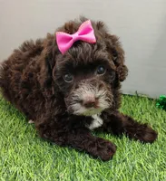 Cora F1b mini cockapoo , a female Cockapoo for sale in Springfield, AR – Photo 4 of 4