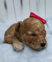 Sugar F1B mini goldendoodle, a female Miniature Goldendoodle for sale in Springfield, AR – 4 of 4