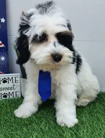 Titan F1b mini cockapoo , a male Cockapoo for sale in Springfield, AR – Photo 2 of 10