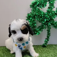 Titan F1b mini cockapoo , a male Cockapoo for sale in Springfield, AR – Photo 10 of 10