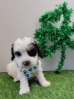 Titan F1b mini cockapoo , a male Cockapoo for sale in Springfield, AR – Photo 4 of 4