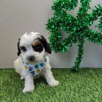 Titan F1b mini cockapoo , a male Cockapoo for sale in Springfield, AR – Photo 9 of 10