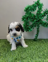 Titan F1b mini cockapoo , a male Cockapoo for sale in Springfield, AR – Photo 3 of 4