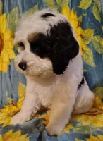 Titan F1b mini cockapoo , a male Cockapoo for sale in Springfield, AR – Photo 3 of 10