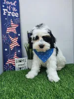 Titan F1b mini cockapoo , a male Cockapoo for sale in Springfield, AR – Photo 4 of 10