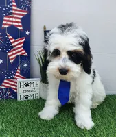 Titan F1b mini cockapoo , a male Cockapoo for sale in Springfield, AR – Photo 3 of 10