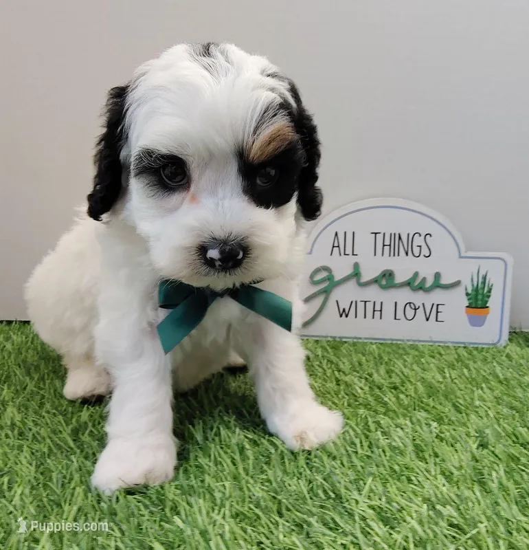 Titan F1b mini cockapoo 