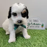 Titan F1b mini cockapoo , a male Cockapoo for sale in Springfield, AR – Photo 7 of 10