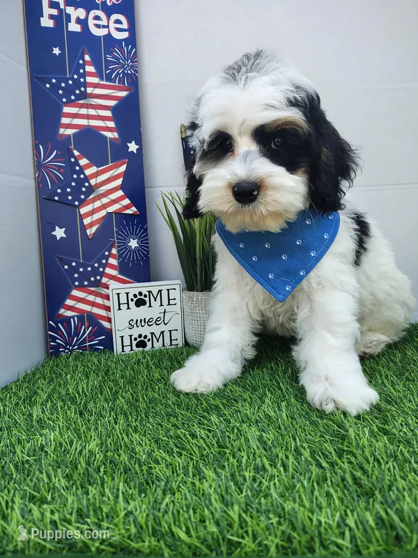 Titan F1b mini cockapoo  – Cockapoo puppy for sale in Springfield, AR