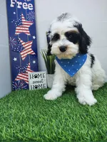 Titan F1b mini cockapoo , a male Cockapoo for sale in Springfield, AR – Photo 1 of 10