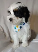 Titan F1b mini cockapoo , a male Cockapoo for sale in Springfield, AR – Photo 6 of 10