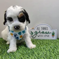 Titan F1b mini cockapoo , a male Cockapoo for sale in Springfield, AR – Photo 8 of 10