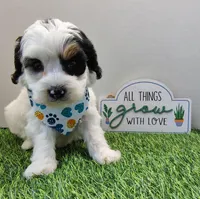 Titan F1b mini cockapoo , a male Cockapoo for sale in Springfield, AR – Photo 2 of 4