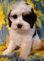 Titan F1b mini cockapoo , a male Cockapoo for sale in Springfield, AR – Photo 1 of 10