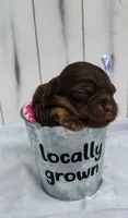 Brownie F1 mini Aussiedoodle, a female Miniature Aussiedoodle for sale in Springfield, AR – 6 of 6