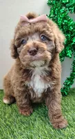 Willa , a female Cockapoo for sale in Springfield, AR – Photo 2 of 4