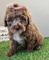 Willa , a female Cockapoo for sale in Springfield, AR – Photo 4 of 4