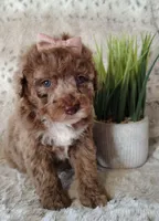 Willa , a female Cockapoo for sale in Springfield, AR – Photo 3 of 4