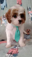 Trevor F1 Cavapoo , a male Cavapoo for sale in Springfield, AR – 6 of 10