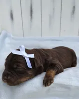 Brownie F1 mini Aussiedoodle, a female Miniature Aussiedoodle for sale in Springfield, AR – 2 of 6