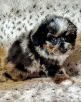 Finn F1b mini Aussiedoodle, a male Miniature Aussiedoodle for sale in Springfield, AR – Photo 1 of 2