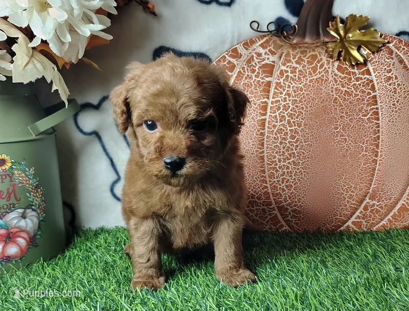 Cody f1b mini goldendoodle – Miniature Goldendoodle puppy on hold in Springfield, AR