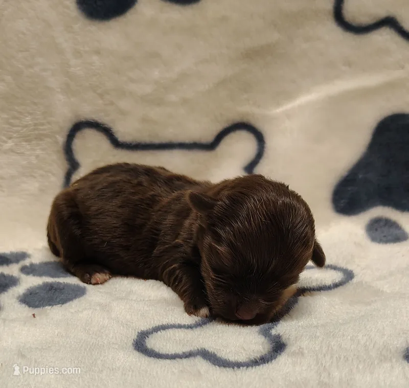Tootsie F1b havapoo – Havapoo puppy for sale in Springfield, AR