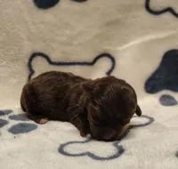 Tootsie F1b havapoo, a male Havapoo for sale in Springfield, AR – 1 of 2