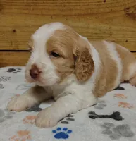 Sampson F1 Sproodle, a male Springer Doodle for sale in Springfield, AR – 3 of 3
