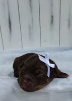 Brownie F1 mini Aussiedoodle, a female Miniature Aussiedoodle for sale in Springfield, AR – 5 of 6