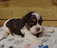 Leo F1 Mini Sproodle, a male Springer Doodle for sale in Springfield, AR – 2 of 3