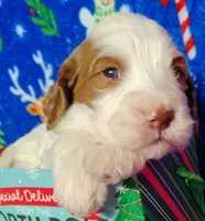 processed/20012ced-c8be-46b5-ad45-e70cc4697db5/listing/b3cf3e8a-f18a-4ad1-ac6d-db3d344f2ca4/b9af7809-94ba-4ad4-adba-48d2a716ebf4