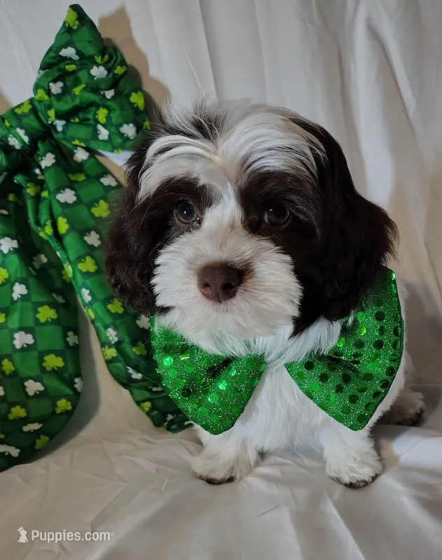 Luke F1b havapoo – Havapoo puppy for sale in Springfield, AR