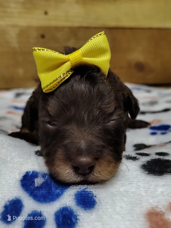 Penny F1 mini Aussiedoodle – Miniature Aussiedoodle puppy for sale in Springfield, AR
