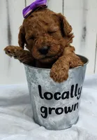 Joy F1B mini goldendoodle, a female Miniature Goldendoodle for sale in Springfield, AR – 2 of 6