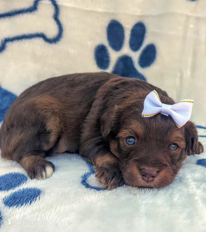 Brownie F1 mini Aussiedoodle – Miniature Aussiedoodle puppy for sale in Springfield, AR