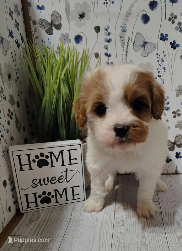 Trevor F1 Cavapoo  – Cavapoo puppy for sale in Springfield, AR