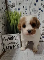 Trevor F1 Cavapoo , a male Cavapoo for sale in Springfield, AR – Photo 1 of 6