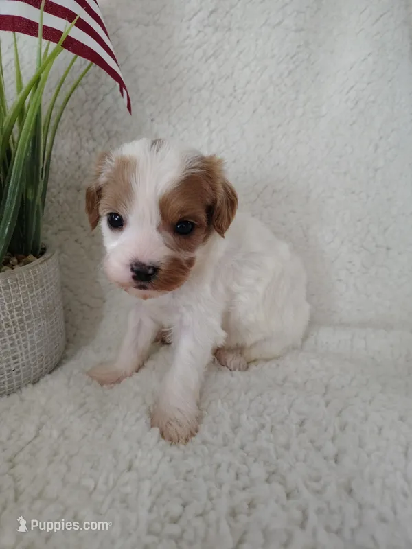 Trevor F1 Cockapoo – Cavapoo puppy for sale in Springfield, AR