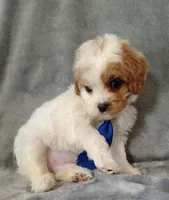 Trevor F1 Cavapoo , a male Cavapoo for sale in Springfield, AR – 9 of 10