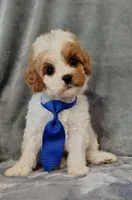 Trevor F1 Cavapoo , a male Cavapoo for sale in Springfield, AR – 8 of 10