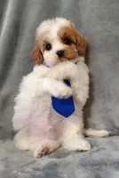 Trevor F1 Cavapoo , a male Cavapoo for sale in Springfield, AR – 5 of 10