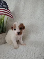 Trevor F1 Cockapoo, a male Cavapoo for sale in Springfield, AR – Photo 3 of 3