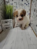 Trevor F1 Cavapoo , a male Cavapoo for sale in Springfield, AR – Photo 2 of 6