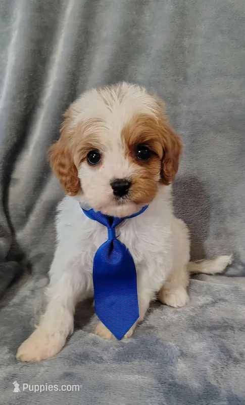 Trevor F1 Cavapoo  – Cavapoo puppy for sale in Springfield, AR