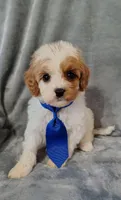 Trevor F1 Cavapoo , a male Cavapoo for sale in Springfield, AR – 7 of 10