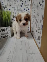 Trevor F1 Cavapoo , a male Cavapoo for sale in Springfield, AR – Photo 3 of 6