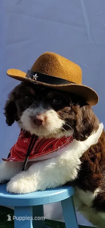 Leo F1 Mini Sproodle – Springer Doodle puppy for sale in Springfield, AR