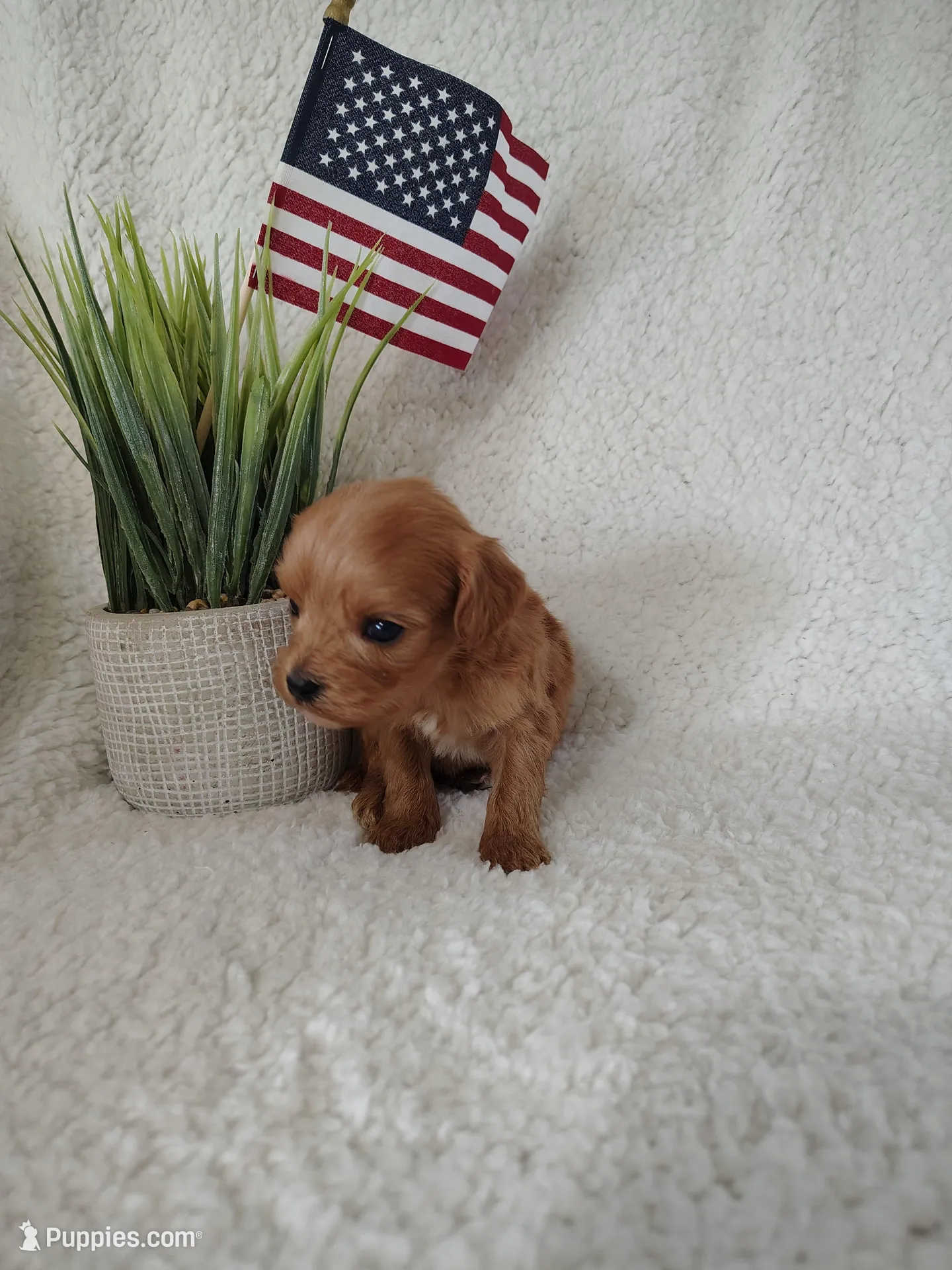 Kuya F1 cavapoo, a male Cavapoo for sale in Springfield, AR – Photo 2 of 2