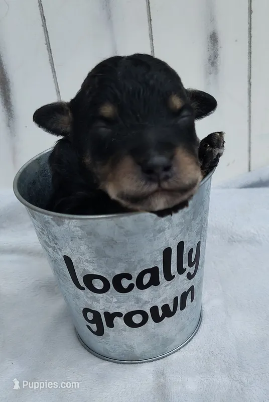 Shadow F1 mini Aussiedoodle – Miniature Aussiedoodle puppy for sale in Springfield, AR